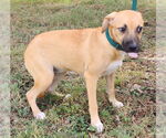 Small #1 Mutt