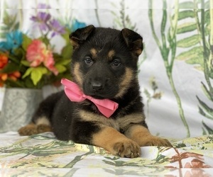 German Shepherd Dog Puppy for sale in LANCASTER, PA, USA