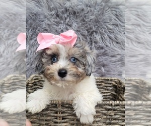 ShihPoo Puppy for sale in INDIANAPOLIS, IN, USA