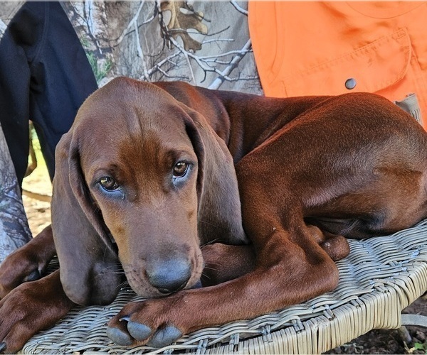 Medium Photo #9 Redbone Coonhound Puppy For Sale in DENVER, PA, USA
