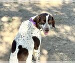 Small #3 German Shorthaired Pointer
