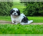 Puppy Lilly Shih Tzu