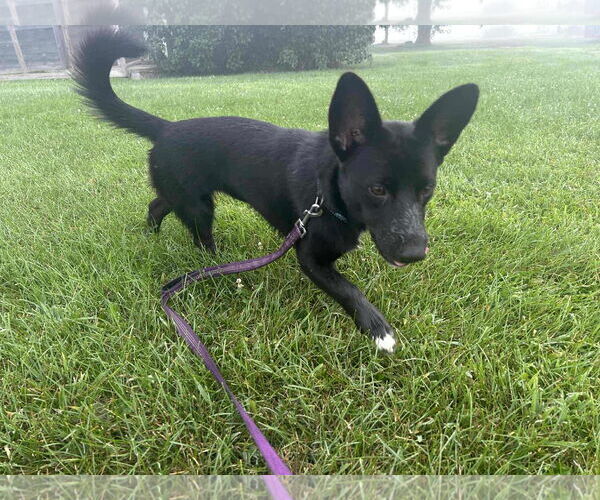 Medium Photo #9 Pembroke Welsh Corgi-Unknown Mix Puppy For Sale in Middlesex, VT, USA