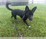 Small #8 Pembroke Welsh Corgi Mix