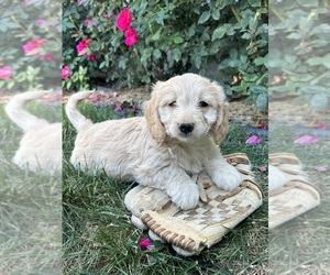 Goldendoodle (Miniature) Puppy for sale in MIDDLEBURY, IN, USA