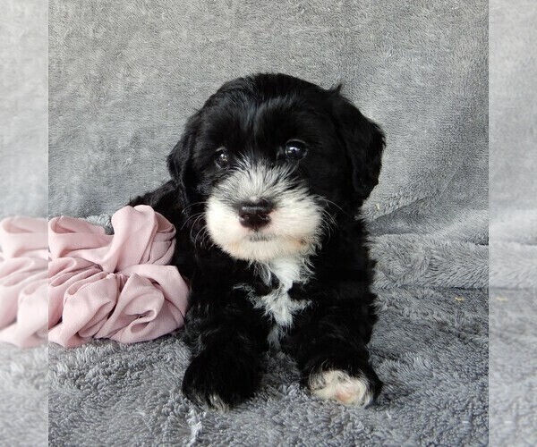Medium Photo #3 Miniature Labradoodle Puppy For Sale in FREDERICKSBURG, OH, USA