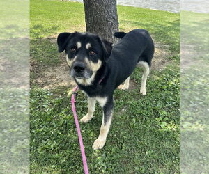 RahRah - Male Siberian Husky-Unknown Mix Dog for Adoption - Photo #6