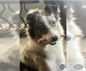 Mother of the Australian Shepherd puppies born on 04/30/2025