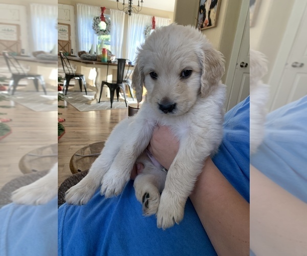 Medium Photo #1 Goldendoodle Puppy For Sale in COQUILLE, OR, USA
