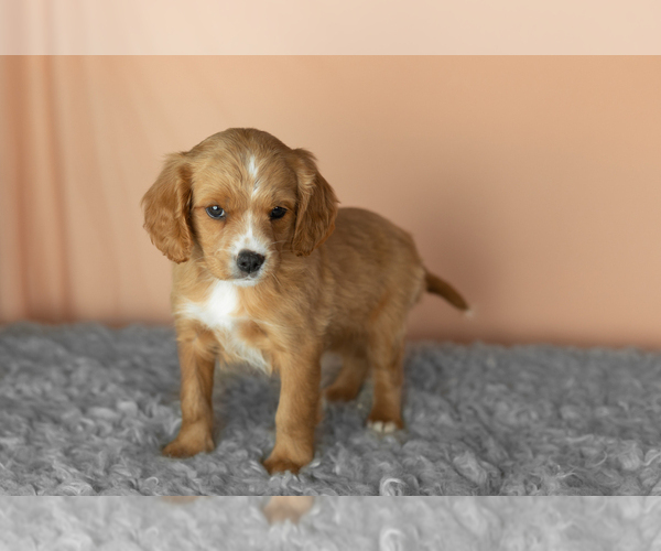 Medium Photo #4 Golden Cavadoodle Puppy For Sale in MILLERSBURG, IN, USA