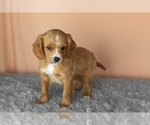 Small #3 Golden Cavadoodle