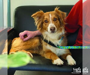 Australian Shepherd-Unknown Mix Dogs for adoption in Washington, DC, USA