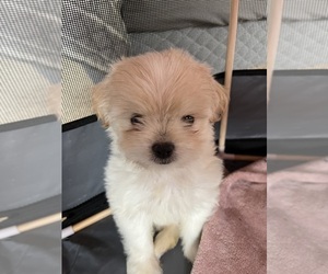 Shih Tzu Puppy for sale in BUENA PARK, CA, USA