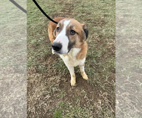 Medium Photo #2 Border Saint Puppy For Sale in Evansville, IN, USA