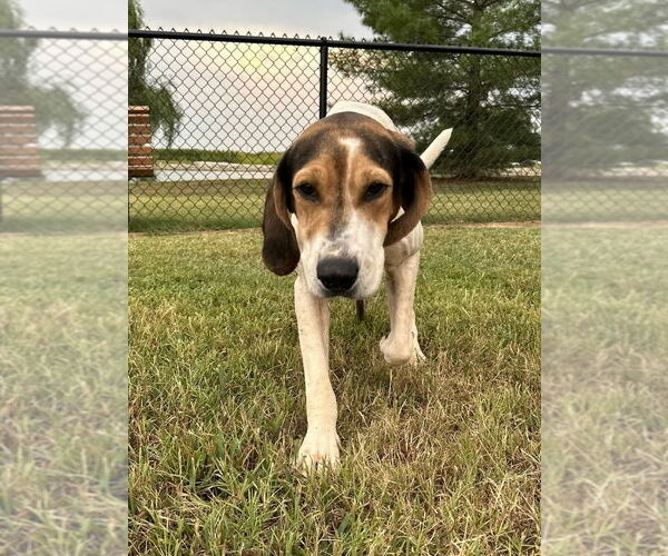 Medium Photo #3 Coonhound Puppy For Sale in Evansville, IN, USA