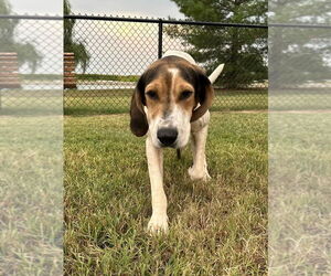 Cindy Lou - Female Coonhound Dog for Adoption - Photo #3