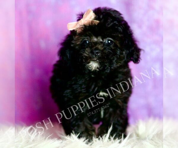 Medium Photo #3 Poodle (Toy) Puppy For Sale in WARSAW, IN, USA