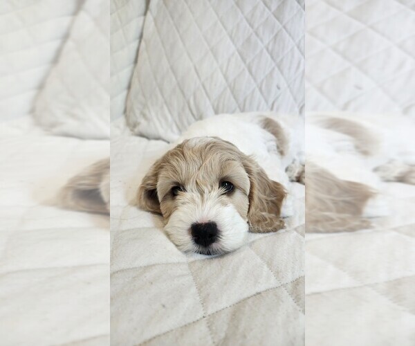 Medium Photo #13 Cockapoo-Poodle (Miniature) Mix Puppy For Sale in NEW PROVIDNCE, PA, USA