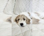 Small #2 Cockapoo-Poodle (Miniature) Mix