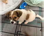Small Photo #2 Mutt Puppy For Sale in Gilberts, IL, USA