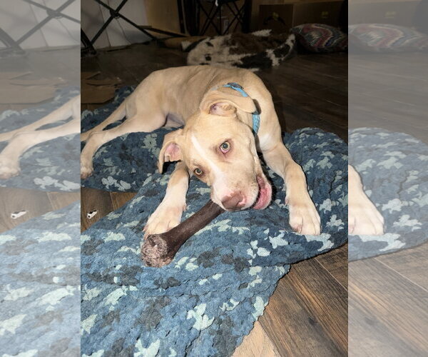 Medium Photo #13 Great Dane-Unknown Mix Puppy For Sale in Holly Springs, NC, USA