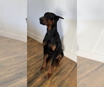Small Doberman Pinscher