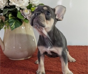 Medium French Bulldog