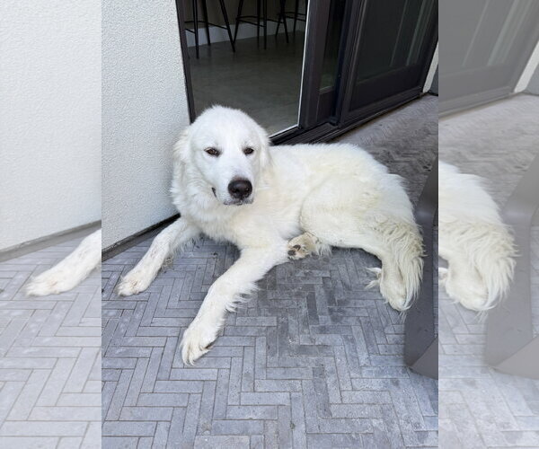Medium Photo #3 Great Pyrenees Puppy For Sale in Dallas, TX, USA