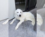 Small #2 Great Pyrenees