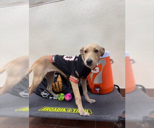 Dolly - Female Golden Labrador Dog for Adoption - Photo #12