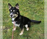 Small #1 Huskies  Mix