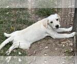 Small #1 Labrador Retriever Mix