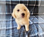 Small #2 Great Pyrenees Mix