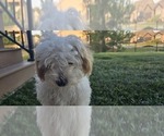 Small #1 Poovanese