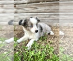 Small #1 Miniature Australian Shepherd