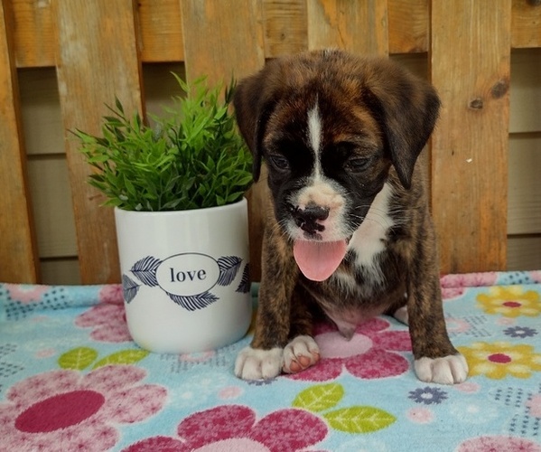 Medium Photo #4 Boxer Puppy For Sale in PORT ROYAL, PA, USA