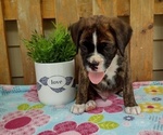 Small #3 Boxer