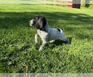 German Shorthaired Pointer Puppy for Sale in WOODSTOCK, Connecticut USA