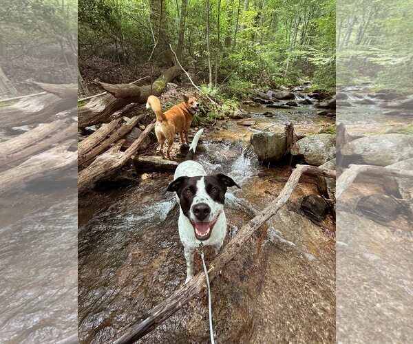 Medium Photo #11 American Staffordshire Terrier-Pointer Mix Puppy For Sale in Arlington, VA, USA
