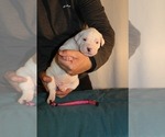 Small Photo #16 Dogo Argentino Puppy For Sale in BROOMALL, PA, USA