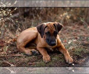 Rhodesian Ridgeback Puppy for sale in ATHOL, ID, USA