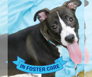 American Staffordshire Terrier-Unknown Mix Dogs for adoption in Tallahassee, FL, USA