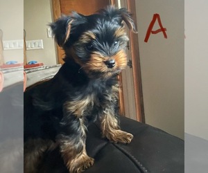 Yorkshire Terrier Puppy for sale in WATERLOO, IA, USA