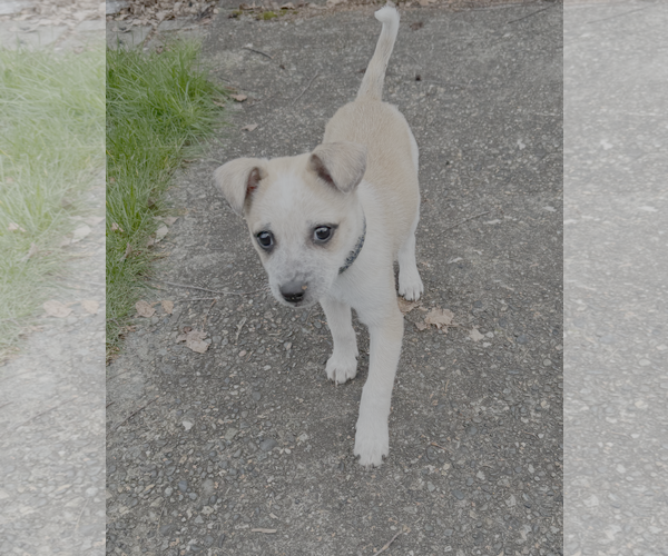 Medium Photo #8 Mutt Puppy For Sale in Bellevue, WA, USA
