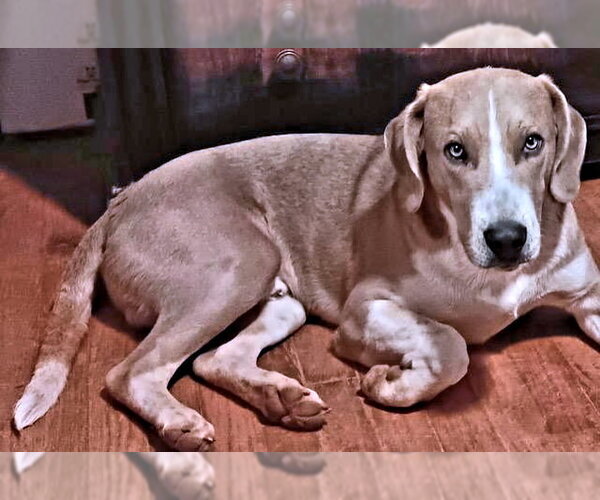 Medium Photo #2 Treeing Walker Coonhound-Unknown Mix Puppy For Sale in Rutherfordton, NC, USA
