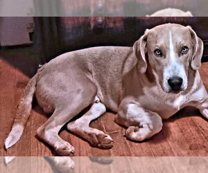 Pepsi - Male Treeing Walker Coonhound-Unknown Mix Dog for Adoption - Photo #2