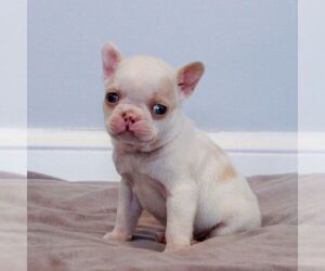 Faux Frenchbo Bulldog Puppy for sale in NARVON, PA, USA
