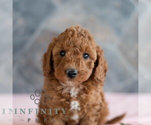Poodle (Miniature) Puppy for sale in MILL HALL, PA, USA