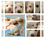 Small Photo #7 Great Pyrenees Puppy For Sale in MYAKKA CITY, FL, USA