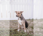 Small #3 Beagle-Collie Mix